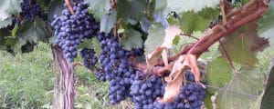 grapes at winery
